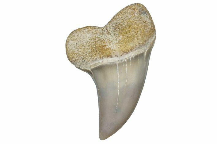 Fossil Shark Tooth (Carcharodon planus) - Bakersfield, CA #306830